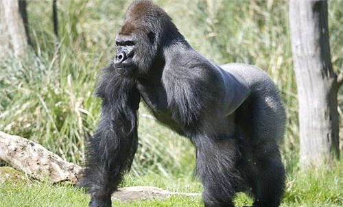 土耳其爬行人现身四肢爬行走路专家这不是一个好信号