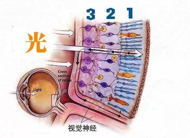 首先要照射到視網膜最裡層的感光細胞,然後神經衝動再折返回雙極細胞