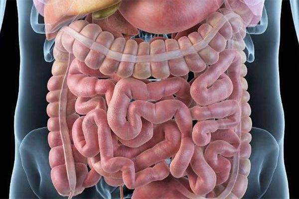 肠道的图片真实照片图片