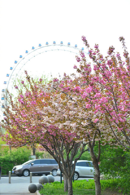 樱花灿烂若云霞 天津之眼赏美景