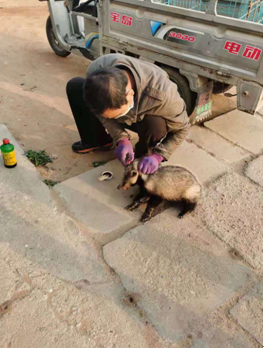 情況危險國家二級保護動物狗獾受重傷幸好