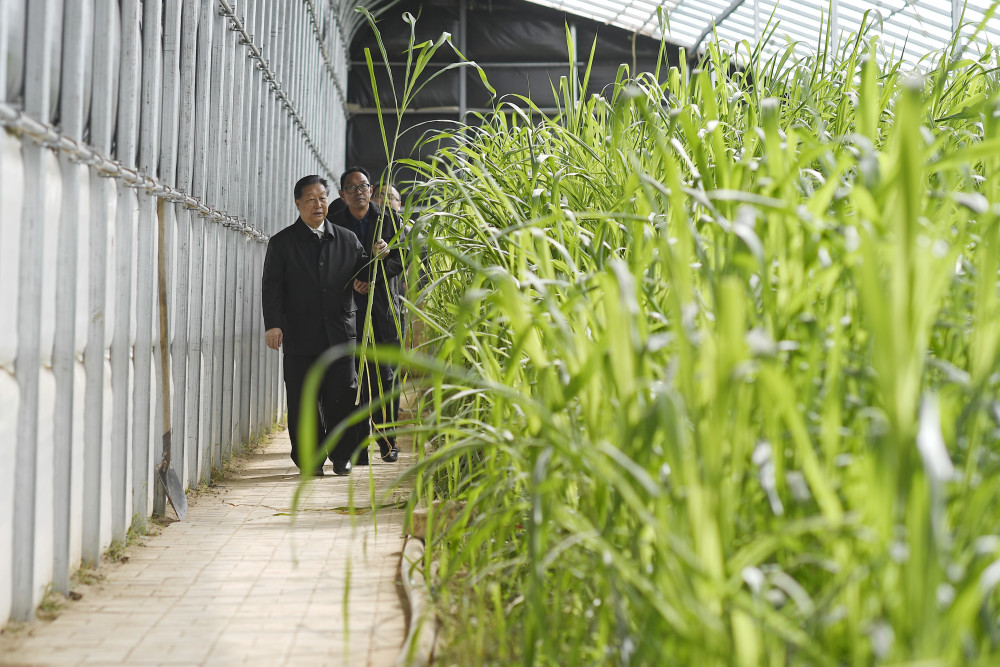 林占熺(右二)在宁夏银川市永宁县闽宁镇与农户交流菌草种植技术