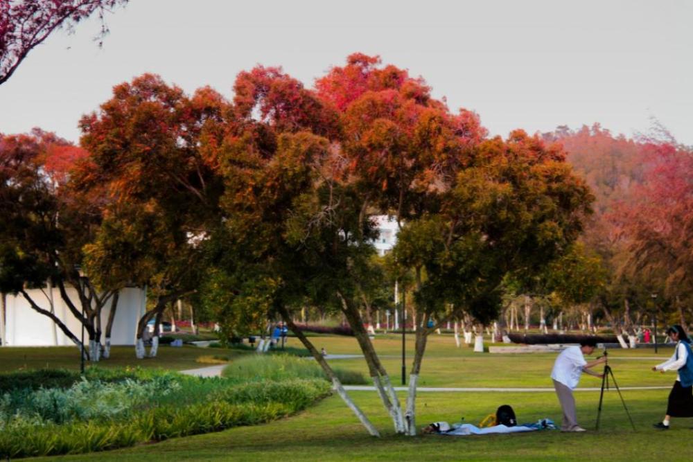 阳光,沙滩……淇澳南芒湾公园这个 好去处,不会让你失望