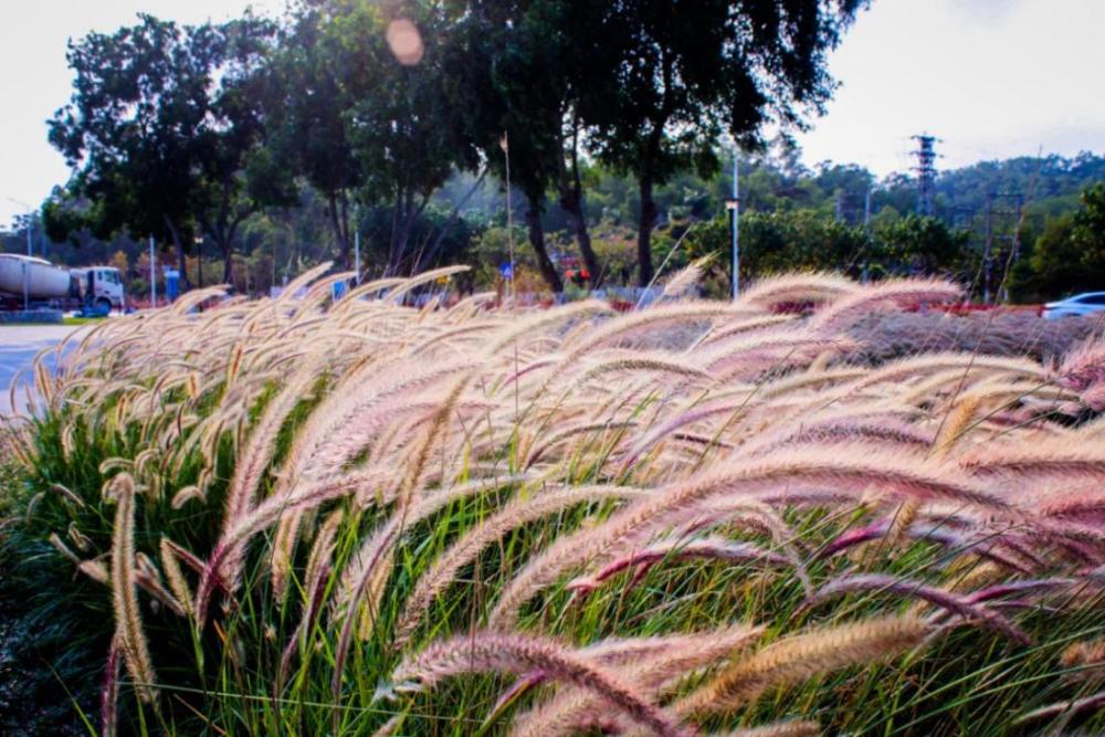 阳光,沙滩……淇澳南芒湾公园这个 好去处,不会让你失望