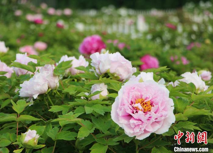 菏泽国际牡丹文化旅游节开幕 48.6万亩牡丹盛放迎客