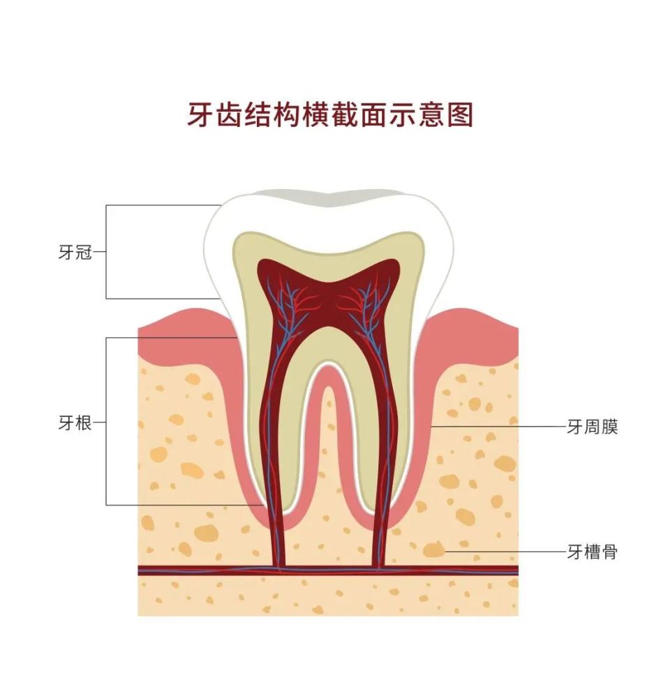 牙周膜也称牙周韧带,是保护牙根的一层膜状组织,它是连接牙根和牙槽骨