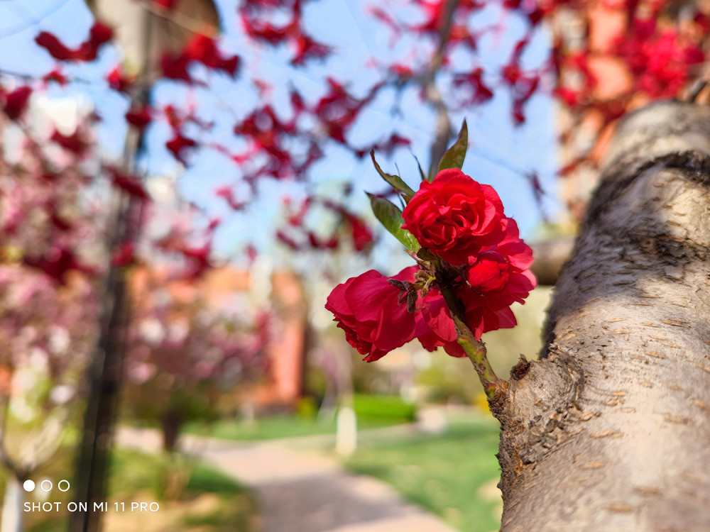 魅族18pro拍照怎么样夜景表现强悍对焦方面有所不足