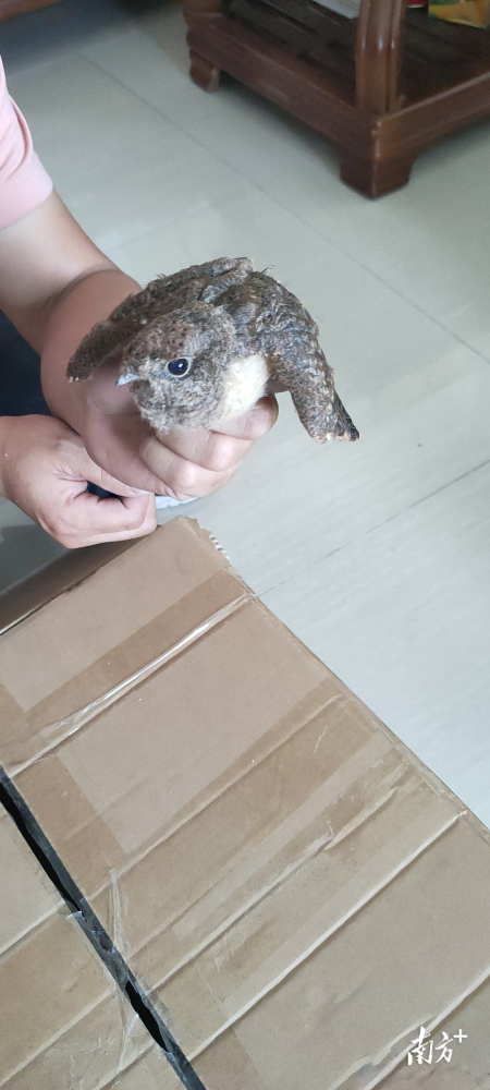 呆萌幼鹰结伴出行双落难,梅州警民接力温情救助