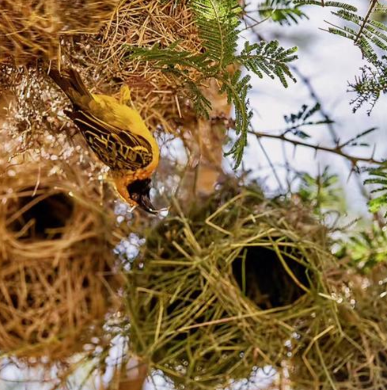 全球最大鸟巢重1吨,为何无人敢掏鸟蛋?村民:你看上面住着谁