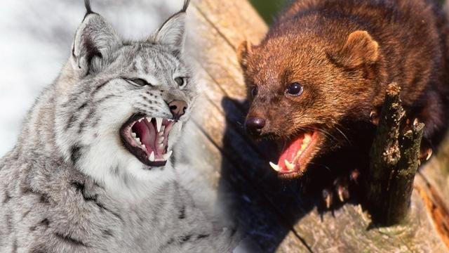 渔貂为什么能单杀比自己体型大的猞猁换成狞猫结果会怎样