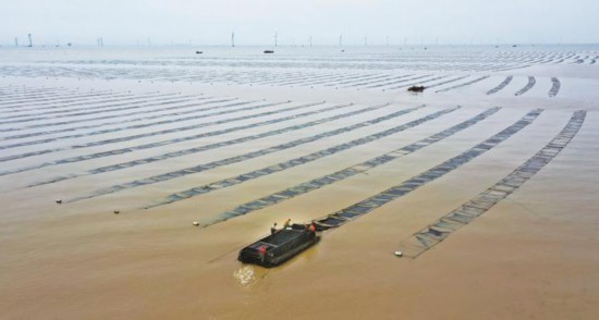 近年来,海安市紧紧依托东临黄海的优势,滩涂紫菜养殖已成为本地渔业