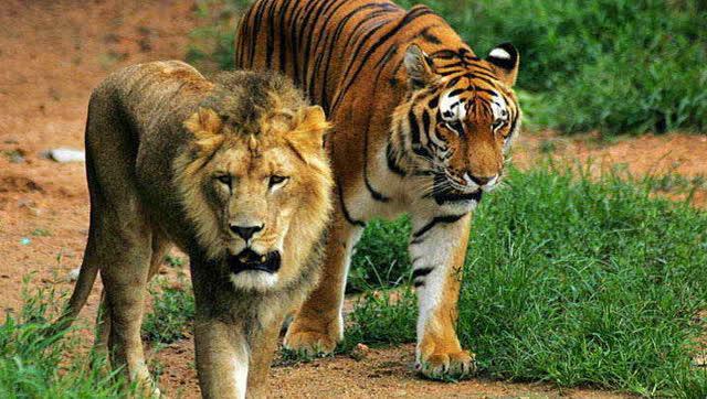 亚洲狮和老虎能碰面吗