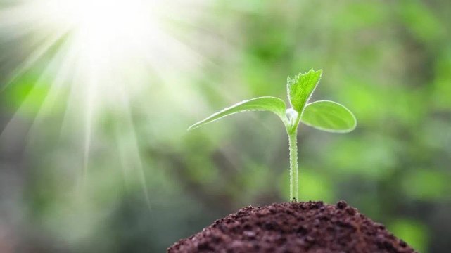 七律春忙67老邓的诗田间劳作触景生情而作