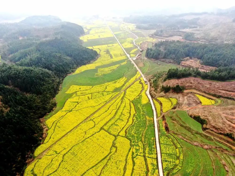 闽北美景浦城惊艳春日的金色花海就在忠信镇万亩油菜花田