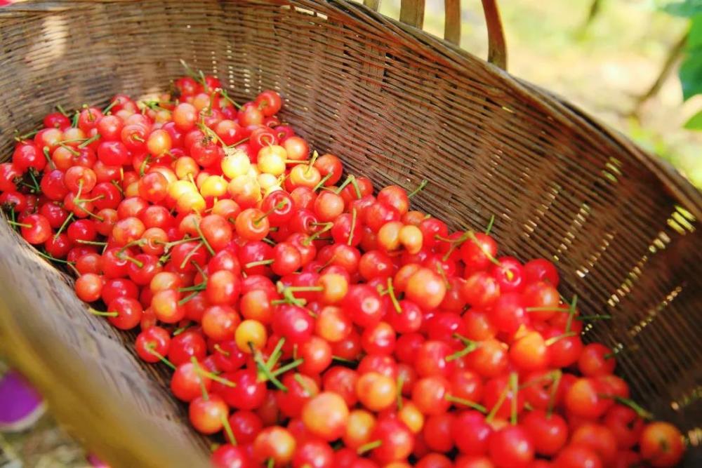 璧山樱桃登上央视4月最热门的水果好吃的重庆人都出动了