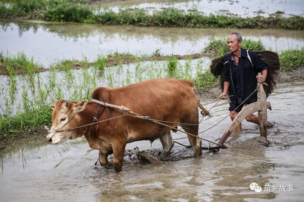 犁田犁土的場景如今,當機器代替了耕牛勃勃生機苗鄉大地一片欣欣向榮