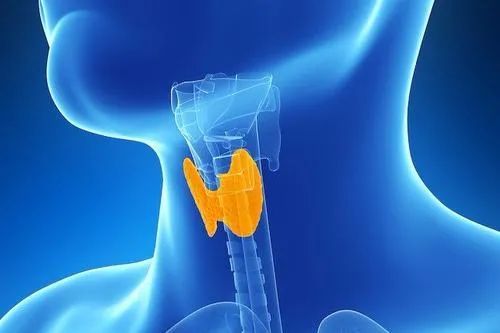 廣州穗雅醫院甲狀腺專科黃國常主任甲狀腺功能減退患者要注意哪些方面