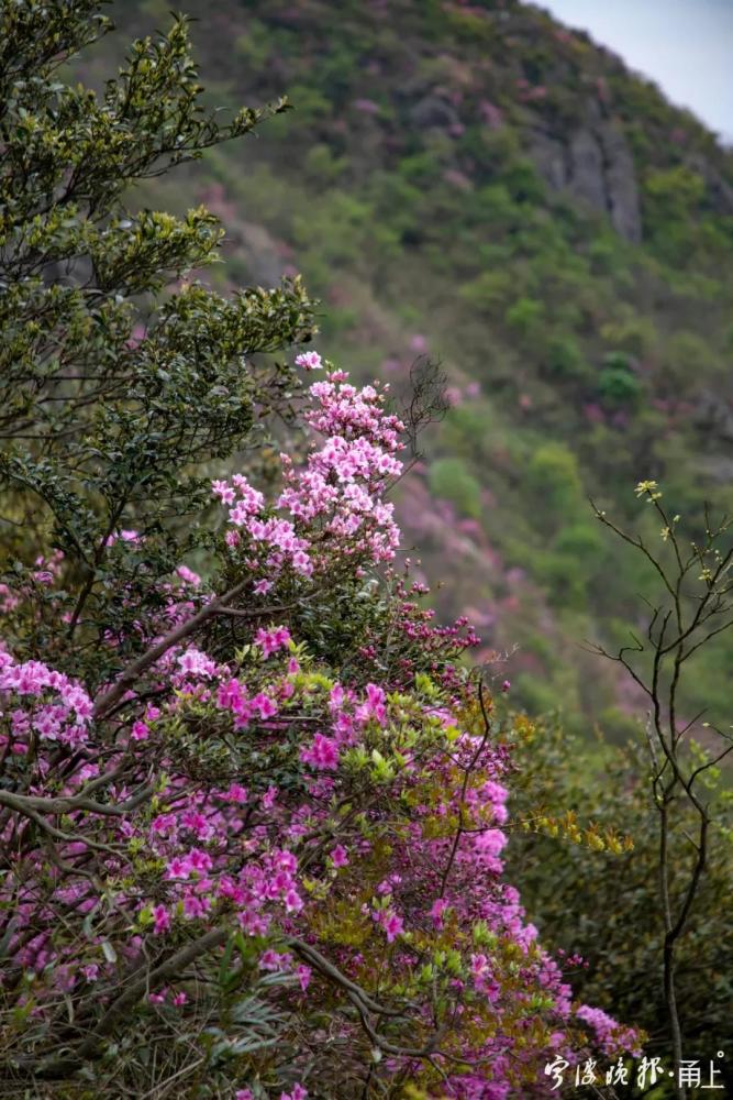 奉化金峨山:杜鹃花开如焰火_腾讯新闻