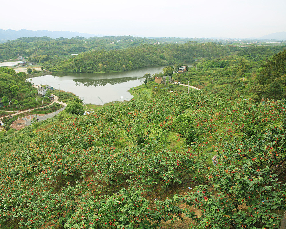 又到一年结果时重庆主城及近郊尽享摘果乐趣的地方