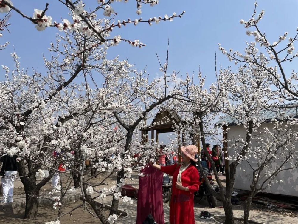 以香约春暖时 杏绘大雁滩为主题的包头市土右旗第六届杏花旅游