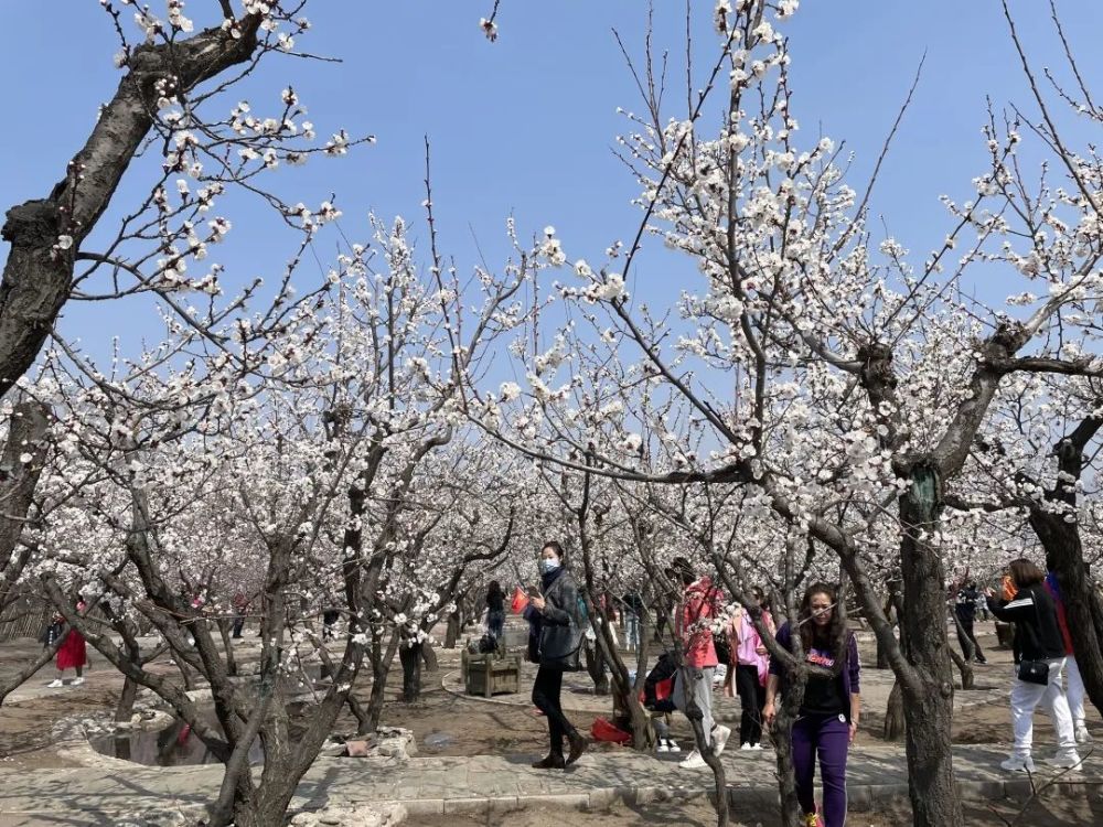 以香约春暖时 杏绘大雁滩为主题的包头市土右旗第六届杏花旅游