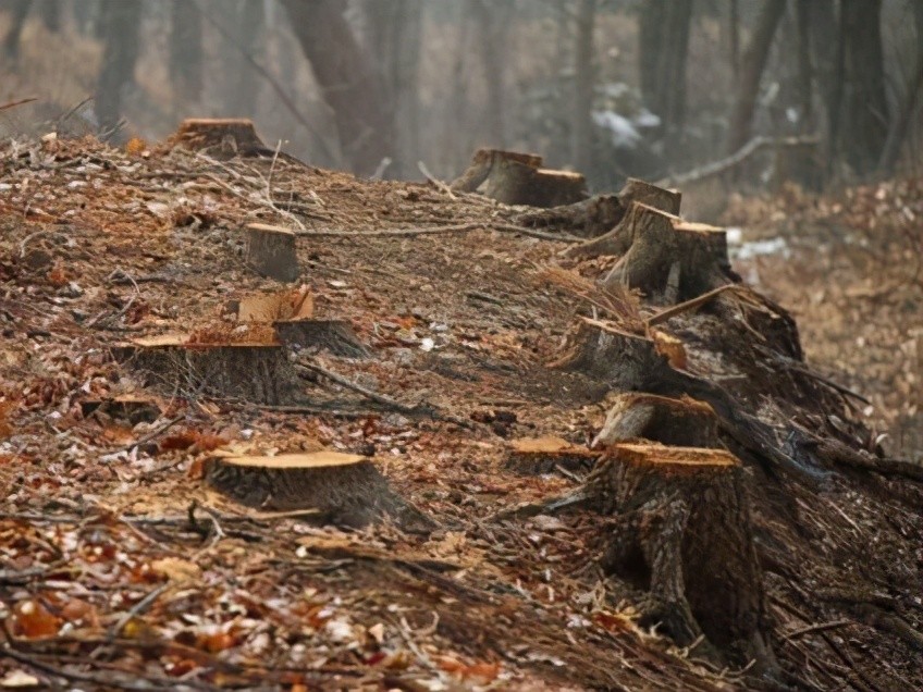 砍掉自家700棵杨树枣庄农民被判刑2年自己种的树自己砍犯法