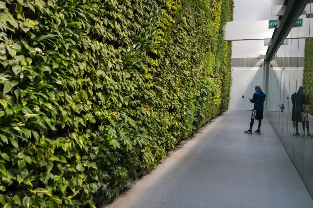 西班牙探访欧洲最大的室内垂直花园