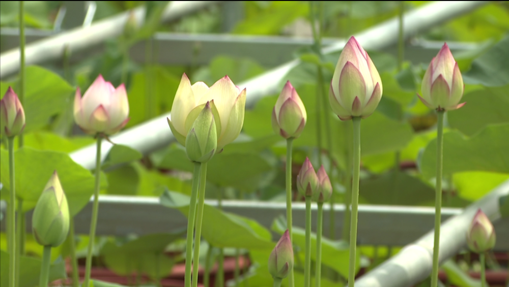 種苗工廠——港沿鎮合興村的崇明智慧生態花卉園裡,播種,催芽,育苗