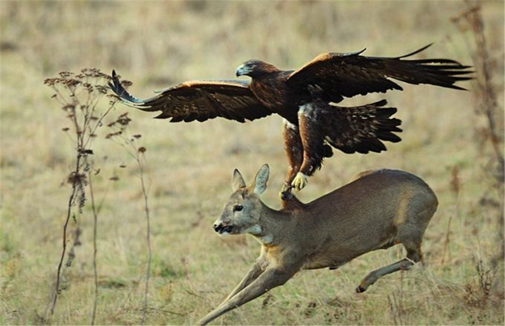 唐家河发现一金雕抓着约20斤小野猪飞上天带回巢穴喂给幼鸟吃