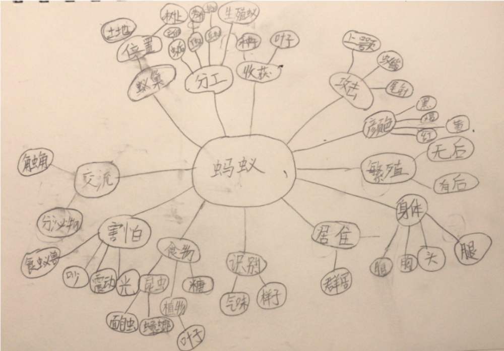 小策展人黄一壹做的蚂蚁思维导图小策展人黄一壹画的蚂蚁乐园学习桌