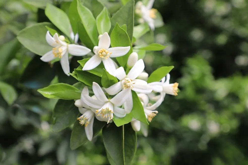 资兴这个地方千亩橙花等你来!_腾讯新闻