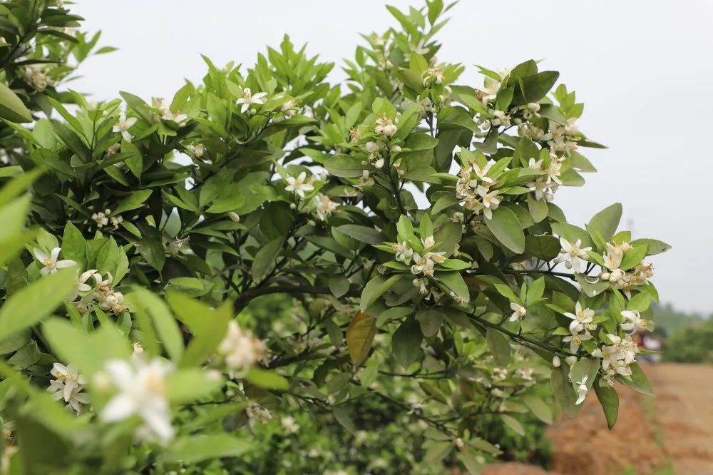 资兴这个地方千亩橙花等你来!_腾讯新闻