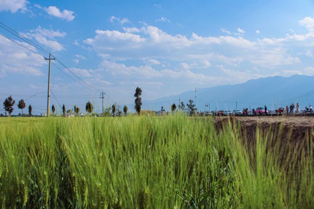 多图!大理的麦田也太美了