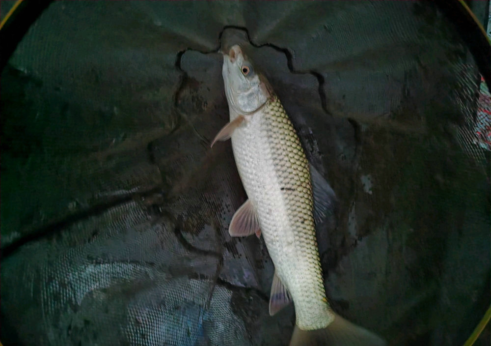 夜晚邕江麥鯪魚群靠岸南寧釣魚人一夜釣了幾十斤會釣光嗎