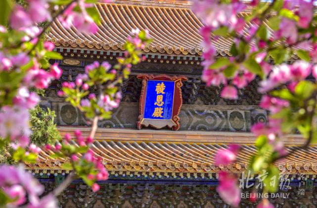 正当时 明十三陵长陵景区 4棵年近六旬西府海棠盛放