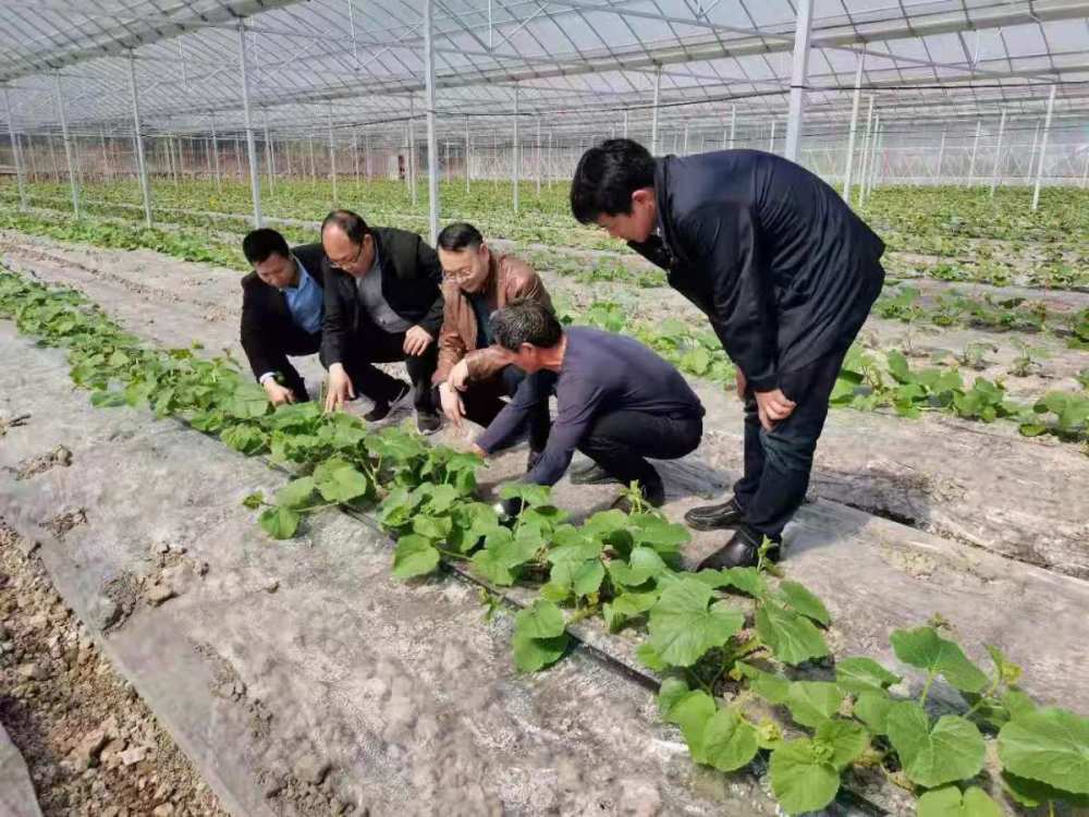 象山老伯靠种甜瓜年入十几万好多人动心了
