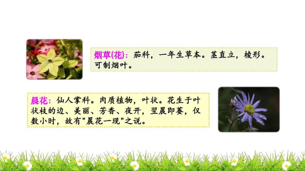 三年级语文下册十三课 花钟 课文笔记 孩子预习的好帮手 腾讯新闻