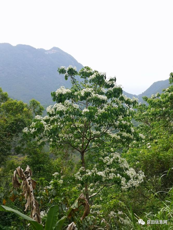 人间最美四月天油桐花开满树白