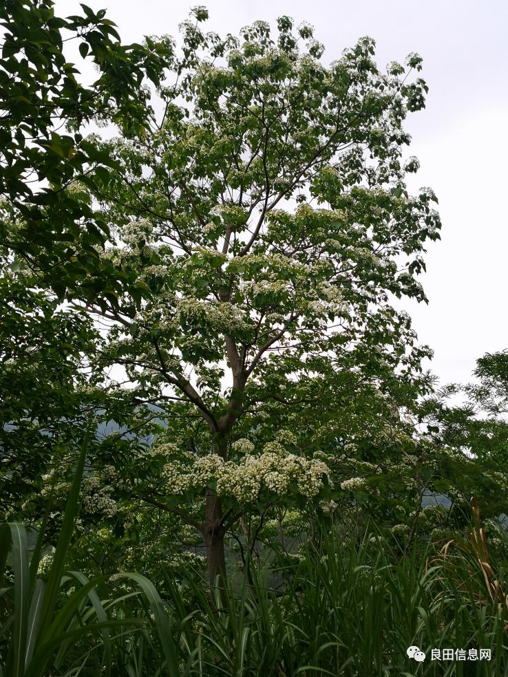 人间最美四月天油桐花开满树白