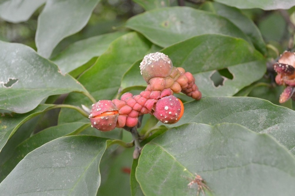 蔷薇花信 你认识这些精灵吗 腾讯新闻