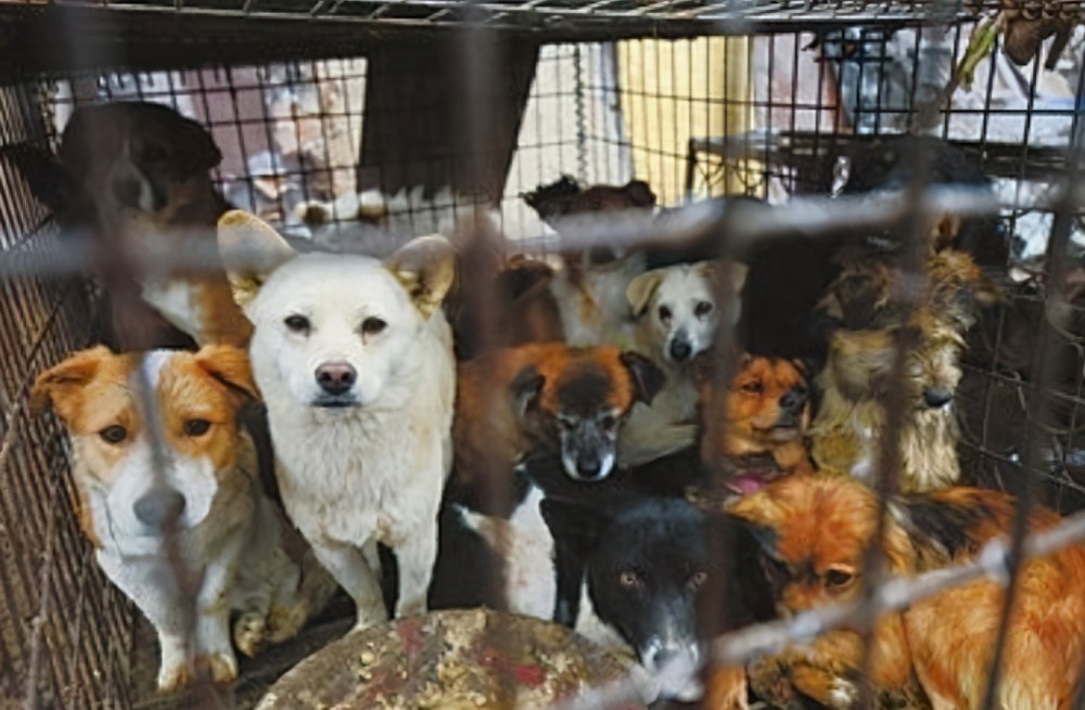 狗狗被关进屠宰场之后,为什么不敢逃跑呢?原来狗贩子这么残忍!