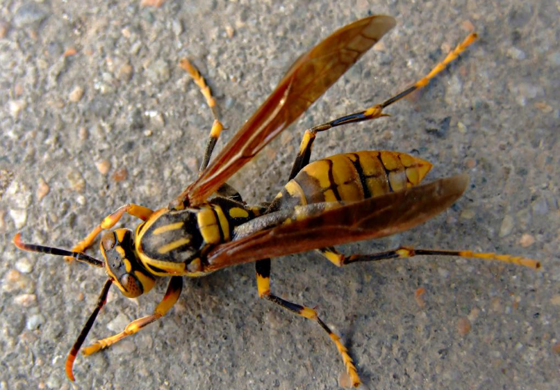 这是一群马蜂,而后面树枝上的马蜂也证实了这一点,怪不得老虎的眼睛