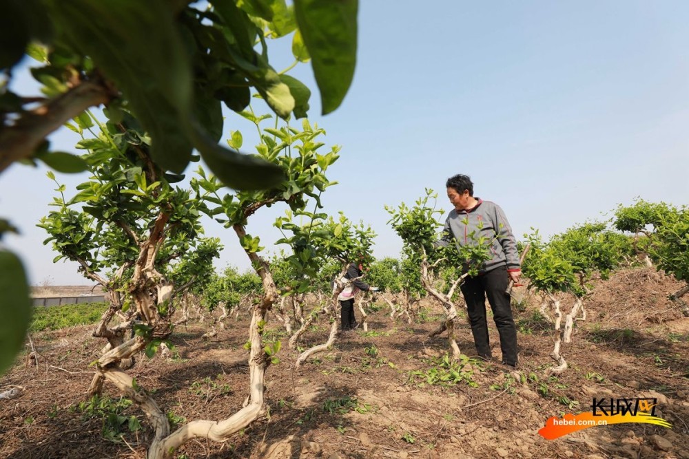 高清组图河北内丘金银花田剪枝忙