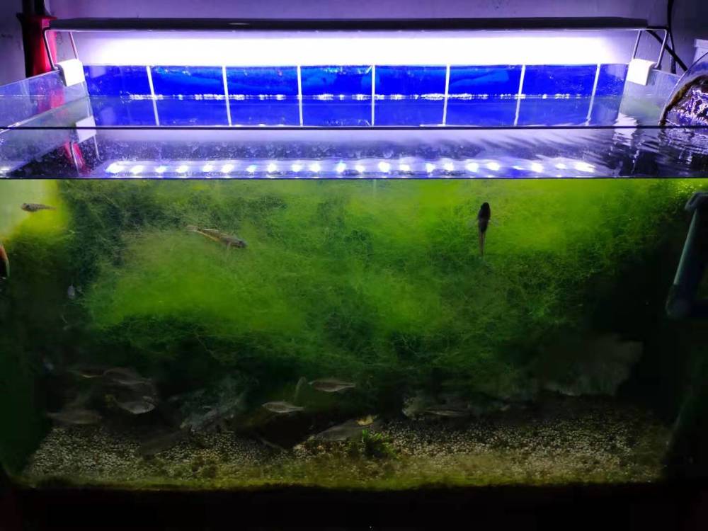 一缸茂盛的丝藻 或者青苔 为什么最后长成遍地的褐藻和黑毛 腾讯新闻