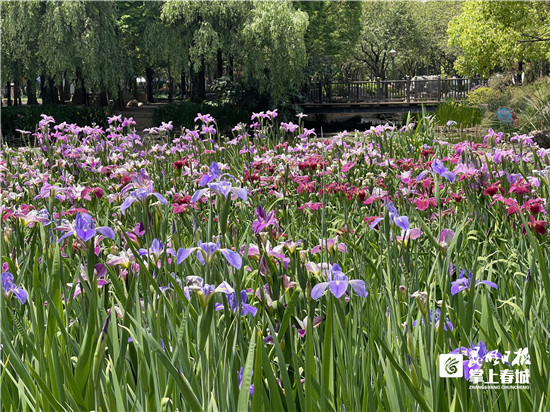 最美四月天西华公园近5万株鸢尾花迎客