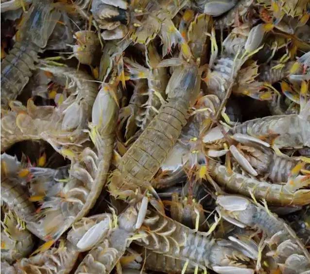 营里吃货们吃爬虾最好的季节到了道口路口有卖可千万别错过啦