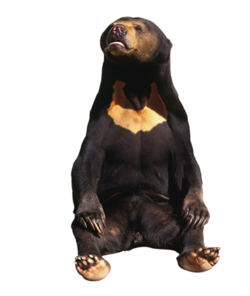 为什么秋天的熊特别贪吃 腾讯新闻