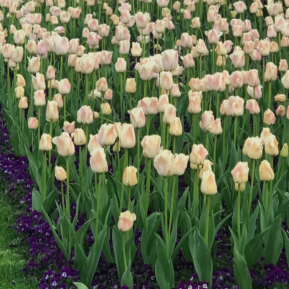 郁金香花海优质背景图总有不期而遇的温暖和生生不息的希望