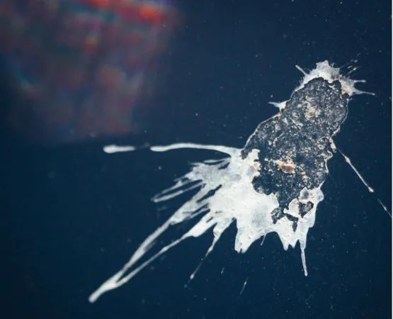 最搞笑的国际战争就为了一坨鸟粪