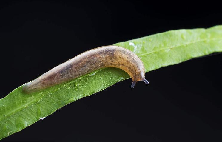 鼻涕虫的自己我价值观